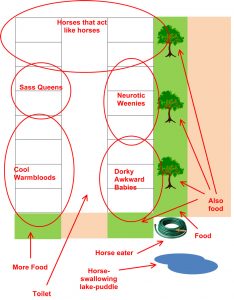 The New Horse’s Handbook