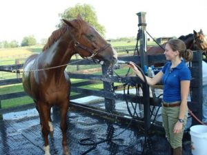 9 Things I Wish my Horse Would Stop Doing