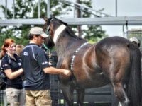 Kentucky Equine Research Featured on The Discovery Channel’s Dirty Jobs dirty jobs ker