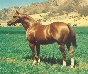 Horses of History: Doc Bar
