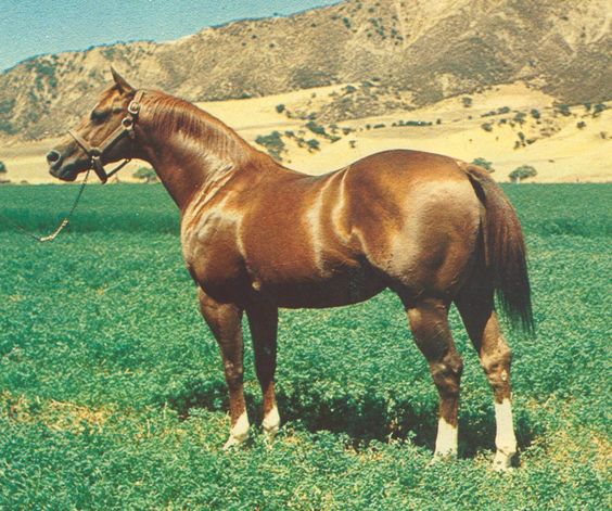 Horses of History: Doc Bar