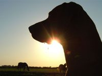 Adoptable horses and pets will be featured at the Hampton Classic Horse Show dog horse silhouette