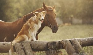 The Dog and Horse Training Connection