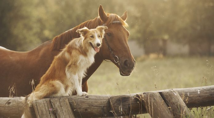 dog horse