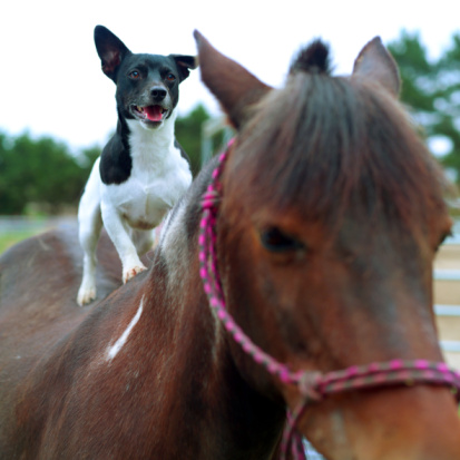 Dog riding a pony
