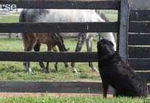 4 Non-Equine Critters You’ll Encounter at the Barn dog watching horses