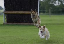 dogs at burghley horse trials