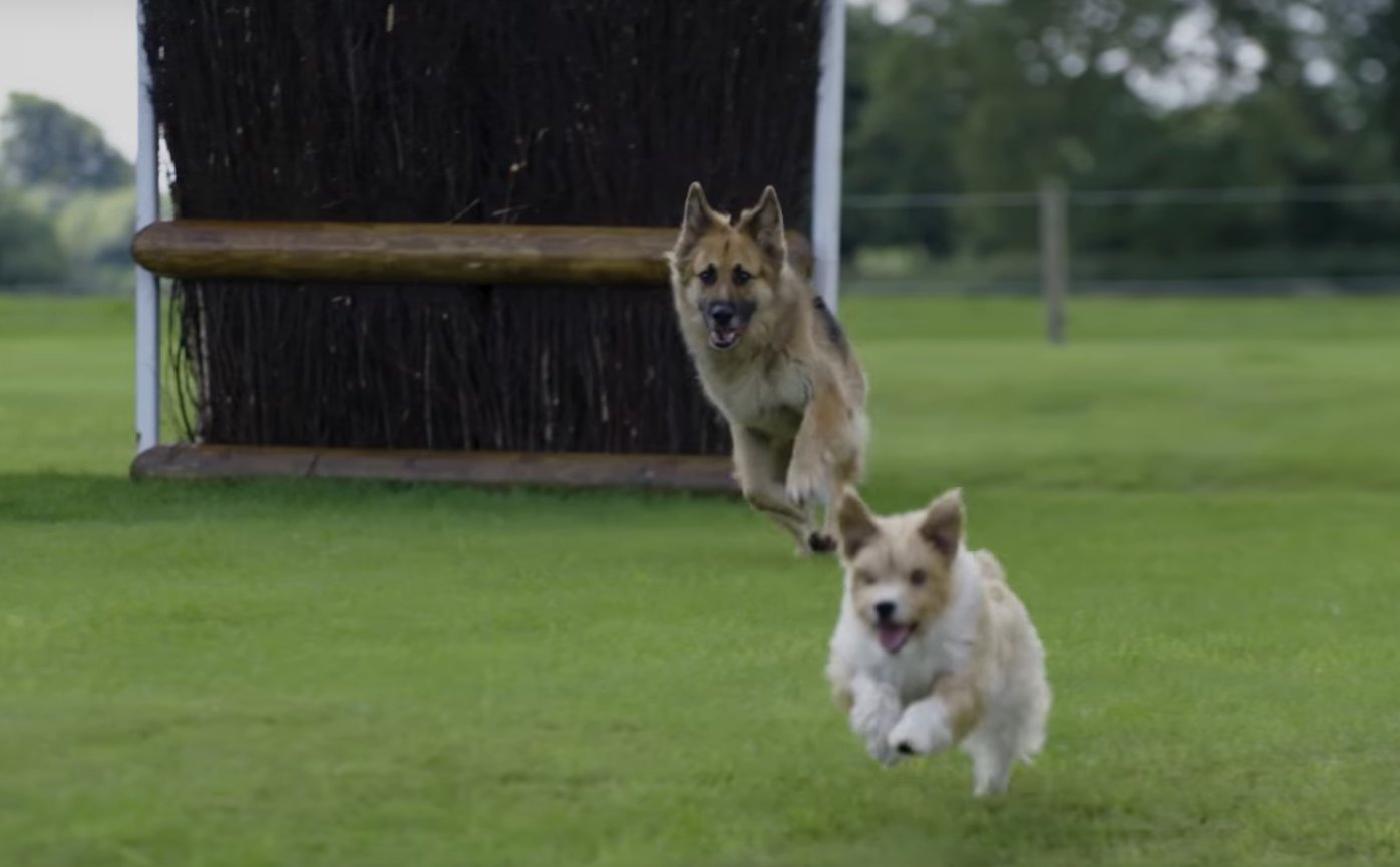 Featured Video: The Burghley Horse Trials…with dogs.