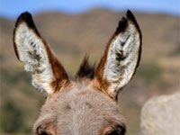 donkey closeup