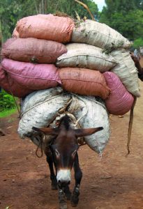 New Campaign Will Improve the Lives of Working Donkeys