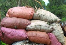 New Campaign Will Improve the Lives of Working Donkeys donkey ethiopia brooke