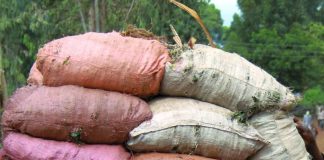 donkey ethiopia brooke