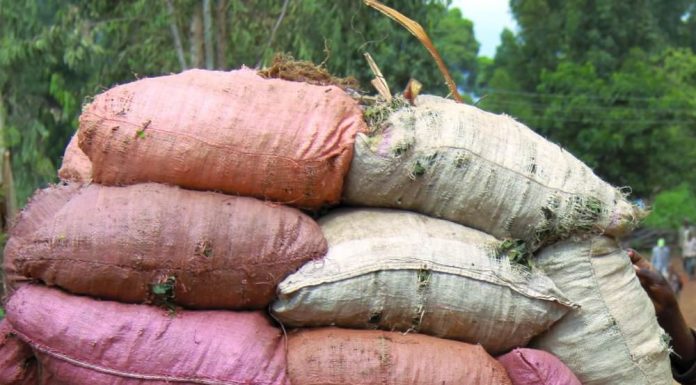 donkey ethiopia brooke
