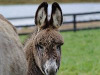 donkey foal