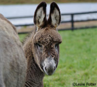 donkey foal