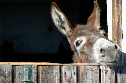 Donkey Vs Horse Intelligence