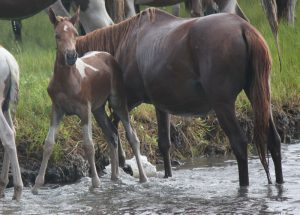Chincoteague Foal Stolen – Please Share!