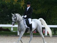 dressage arab 200