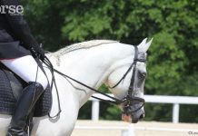 dressage arabian headshot