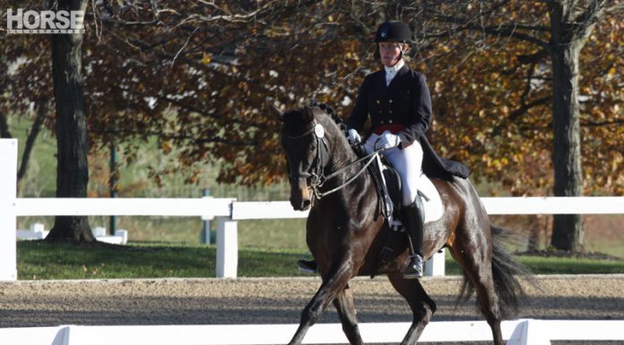 dressage autumn