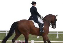 dressage back