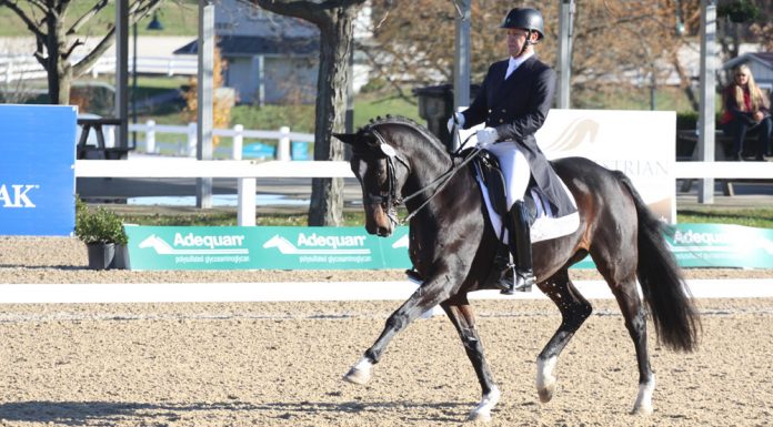 dressage competition