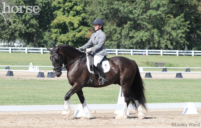 Creating Contact for Dressage