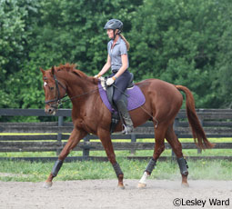 dressage exercise