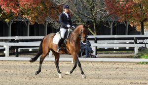 Dressage Tips from the Judge’s Box