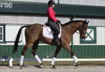 dressage half halt