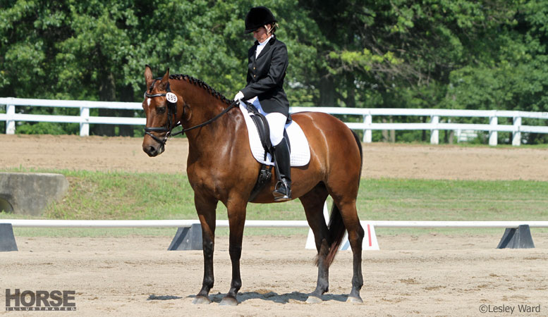 Dressage horse halt