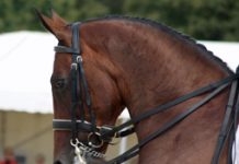 dressage headshot