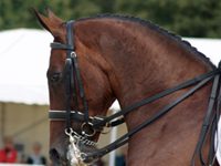 dressage headshot