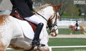 Ask the Expert: Saddle Up for Eventing