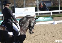 Dressage rider