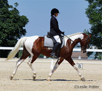 dressage pinto