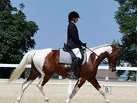 Dressage Rider Tests Program aims to help riders improve dressage pinto