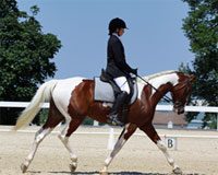 dressage pinto