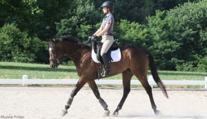 How to Get Your Horse on the Bit