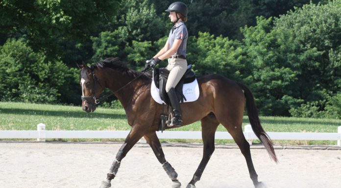 Dressage rider at a schooling show