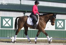 dressage schooling trot