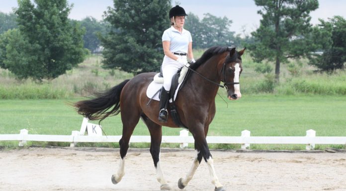 dressage horse trotting