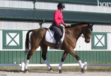 dressage schooling trot