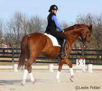 dressage schooling