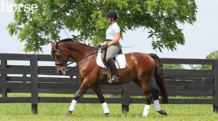 dressage training line