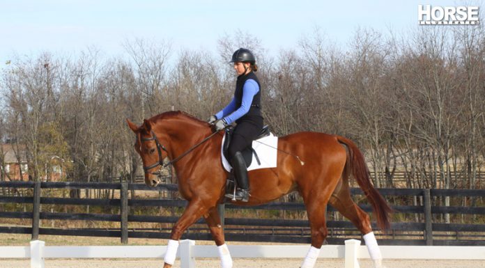 Schooling a dressage horse at the walk