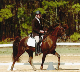 dressage
