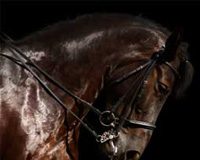 dressage head