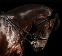 dressage head