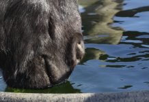 Horse Drinking Water